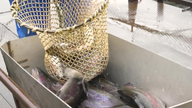 On the trout farm, the fish splashes in nets, it is caught with a net and put in a special box