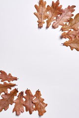 Autumn composition. Frame made of autumn dried oak leaves on white background. Fall concept. Autumn thanksgiving texture. Flat lay, top view, copy space