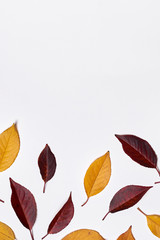 Autumn composition. Frame made of yellow and red leaves on white background. Fall concept. Autumn thanksgiving texture. Flat lay, top view, copy space