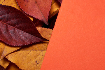 Autumn composition. Frame made of leaves and orange paper background. Fall concept. Autumn thanksgiving texture. Flat lay, top view, copy space