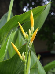 カンナの蕾と若葉