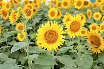 Fototapeta premium Sunflowers can be seen in the summer.