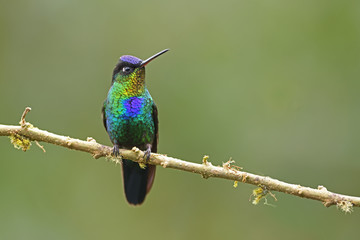Fiery-throated hummingbird sitting on branch