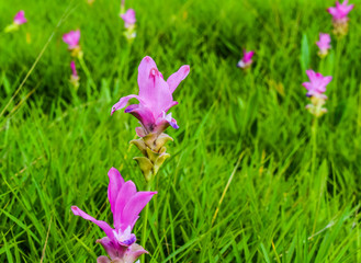 Krachiew Flower Field is a beautiful flower attraction at Pa Hin Ngam National Park, Thep Sathit District, Chaiyaphum Province