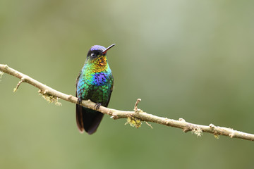 Fiery-throated hummingbird sitting on branch