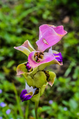 Krachiew Flower Field is a beautiful flower attraction at Pa Hin Ngam National Park, Thep Sathit District, Chaiyaphum Province