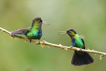 Fierythroated Hummingbirds Pair Sitting Branch