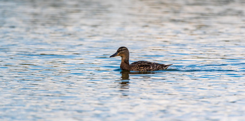 Portrait of a wild duck swimming on water. Photographed close up.