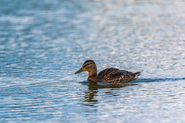 Portrait of a wild duck swimming on water. Photographed close up.