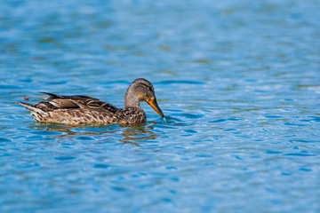 Portrait of a wild duck swimming on water. Photographed close up.