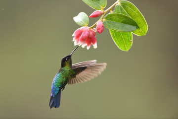 Fiery-throated hummingbird drinking nectar from red flower © PetrDolejsek