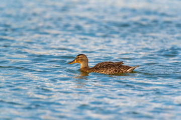 Portrait of a wild duck swimming on water. Photographed close up.