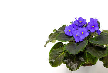 Blue Saintpaulia on a white background blue flowers