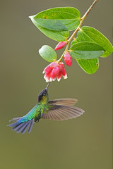 Obraz premium Fiery-throated hummingbird drinking nectar from red flower