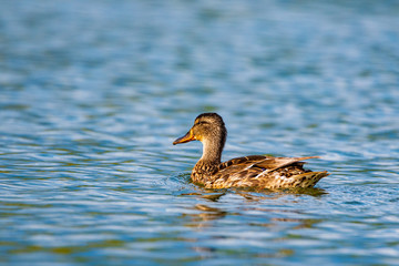Portrait of a wild duck swimming on water. Photographed close up.