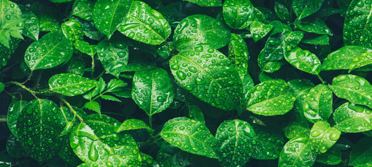 Grüne Blätter der Natur mit Regentropfenhintergrundbeschaffenheit