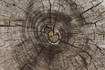Cross section of tree trunk. Stump background, natural pattern. Top view. Old tree wooden texture.