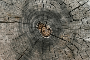 Gray texture of tree trunk. Cross section surface. Grey stump pattern background.