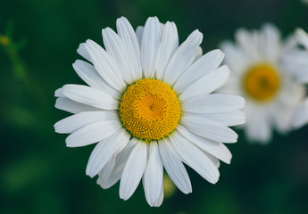 Obraz premium Spring outdoor, blooming dahlia in the sunset, backlit close-up, white petals, yellow buds of wild chrysanthemums，Leucanthemum maximum (Ramood) DC.