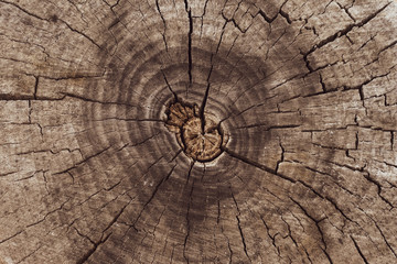 Abstract closeup of cross section of tree trunk. Vintage snag pattern. Wooden background. Empty space. Backdrop. Texture of brown stump. Blank space.