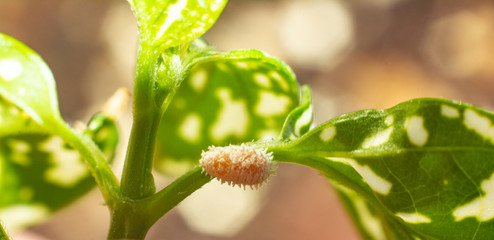 Mealy bug on green hypoestes phyllostachya