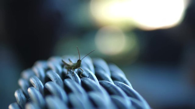 Grasshoper outdoors on furniture