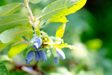 Ripe and unripe blue berries on the honeysuckle bush branch with raindrops in a sunny background.  Fresh garden view in a family summer residence. Selective focus.