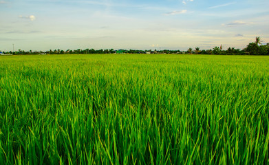 paddy rice field