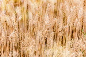 cereals under the soft light of the sunset
