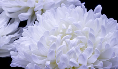 flowers of delicate white chrysanthemum macro photo on a dark background