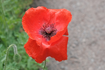Red poppy flowers bloom in the garden. The concept of drugs from the poppy. Forbidden flower.