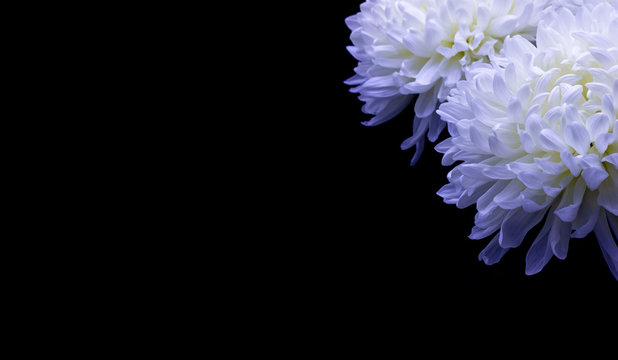 flowers of delicate white chrysanthemum macro photo on a dark background free space for your text