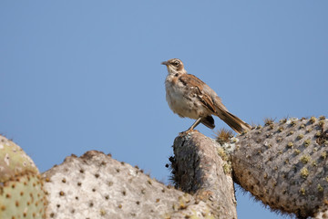 Galapagos Mockingbird perched on a prickly pear cactus tree