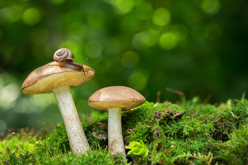Edible mushrooms in a forest © Nitr