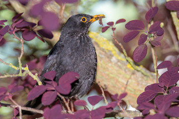Blackbird with a worm in the beak