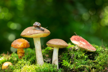 Edible mushrooms in a forest