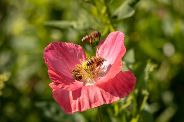 View of several honey bees in nectar picking on a pink flower with green blurred background