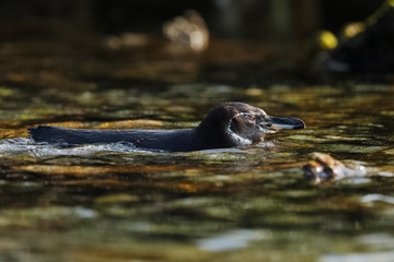 Galapagos Penguin swimming in the ocean
