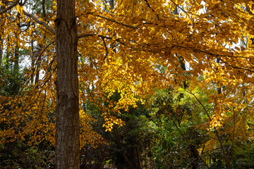 Yellow coloured leaves of autumn foliage.