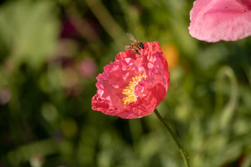 View of honey bees in the approach on a red flower with green blurred background