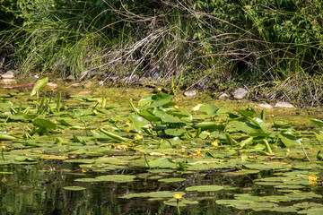 Image of Karl Heine canal with water lilies, birds and insects in Leipzig between city and Lindenau harbor.