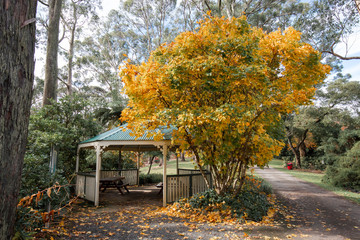 Yellow tree beside a gazebo in the botanical garden.