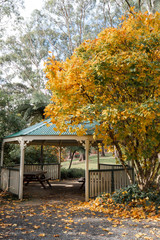 Yellow tree beside a gazebo in the botanical garden.