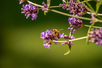 Picture of a nectar-sucking honeybee on a lavender blossom in front of blurred green background