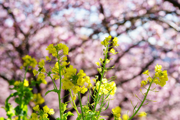 満開の河津桜　松田山