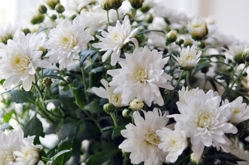 Background of flowers. White chrysanthemums.