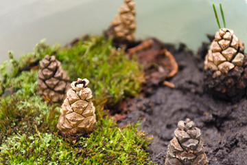 Closeup of forest landscape, pine cones and green moss, selective focus