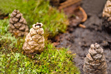 Closeup of forest landscape, pine cones and green moss, selective focus
