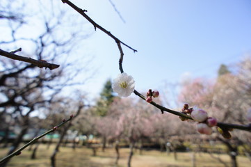 梅花