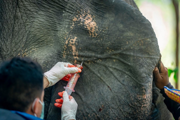 The veterinarian collecting blood sample from ear vein vessel of Asian elephant